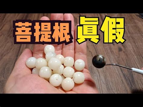 綠菩提根功效|綠菩提根功效大揭秘